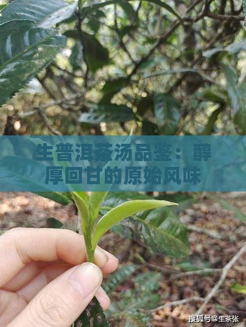 生普洱茶汤品鉴：醇厚回甘的原始风味