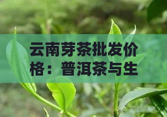 云南芽茶批发价格：普洱茶与生茶精选报价