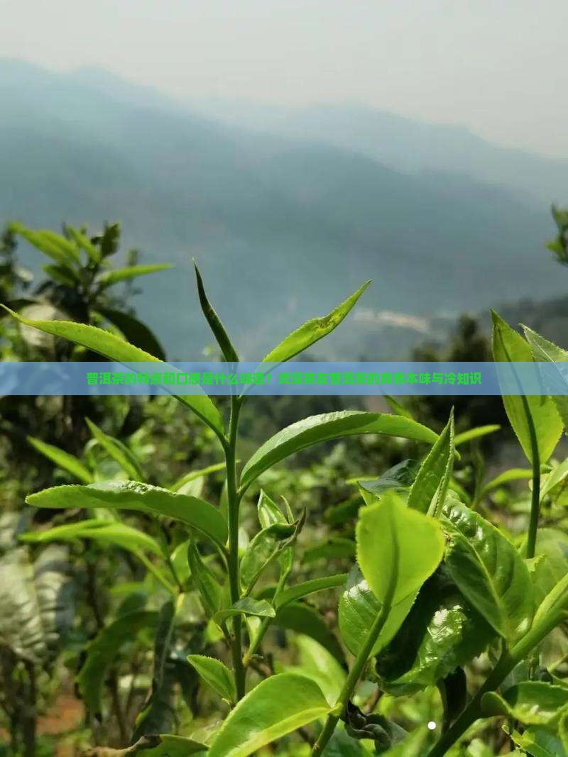 普洱茶的特点和口感是什么味道？资深茶友普洱茶的真香本味与冷知识
