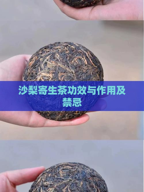 沙梨寄生茶功效与作用及禁忌