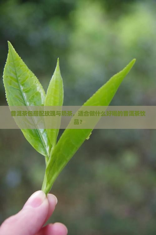 普洱茶包搭配玫瑰与奶茶，适合做什么好喝的普洱茶饮品？