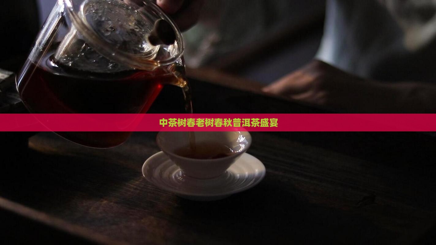 中茶树春老树春秋普洱茶盛宴