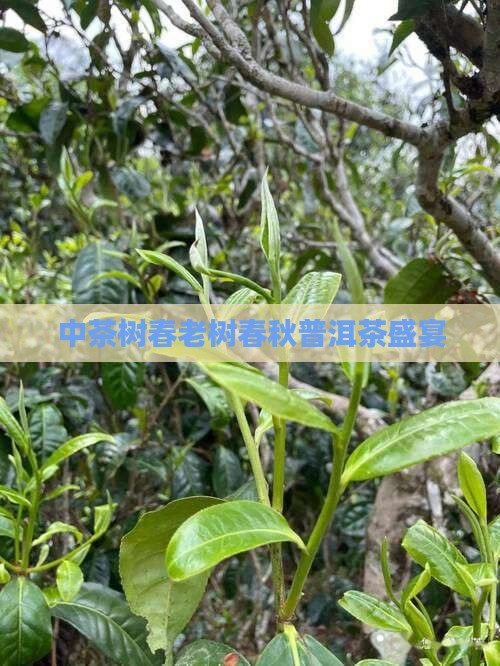 中茶树春老树春秋普洱茶盛宴