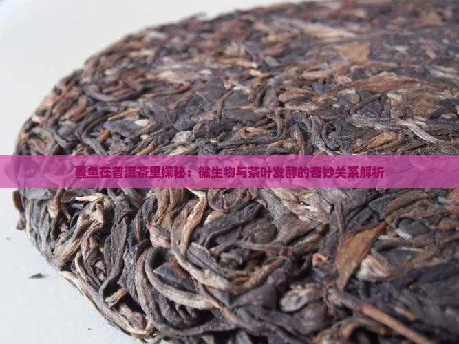蠹鱼在普洱茶里探秘：微生物与茶叶发酵的奇妙关系解析
