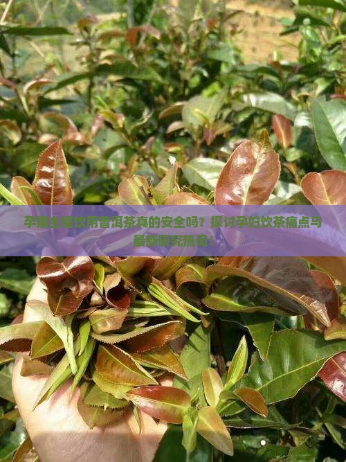 孕期全程饮用普洱茶真的安全吗？探讨孕妇饮茶痛点与最新研究热词！