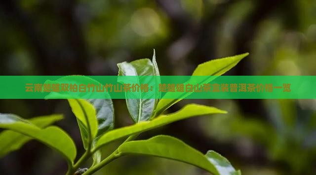 云南楚雄双柏白竹山竹山茶价格：楚雄雄白山茶盒装普洱茶价格一览