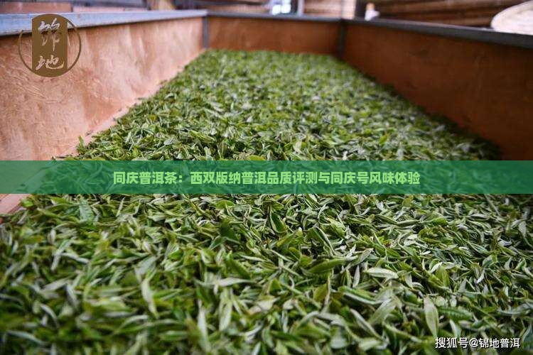 同庆普洱茶：西双版纳普洱品质评测与同庆号风味体验
