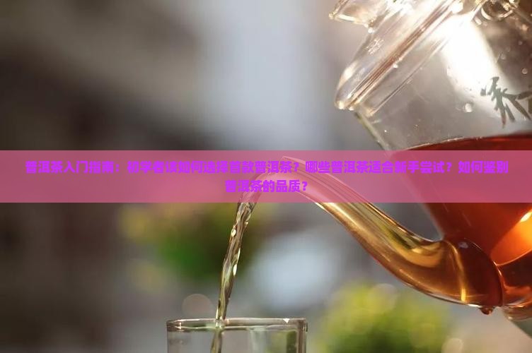 普洱茶入门指南：初学者该如何选择首款普洱茶？哪些普洱茶适合新手尝试？如何鉴别普洱茶的品质？
