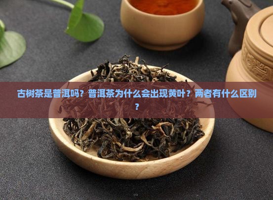 古树茶是普洱吗？普洱茶为什么会出现黄叶？两者有什么区别？