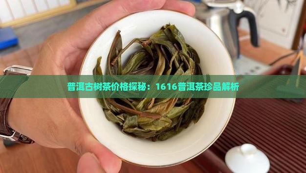 普洱古树茶价格探秘：1616普洱茶珍品解析