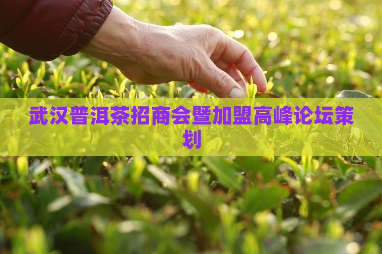 武汉普洱茶招商会暨加盟高峰论坛策划