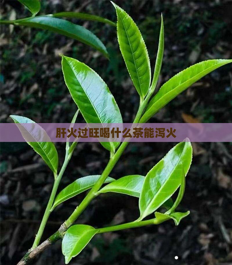 肝火过旺喝什么茶能泻火
