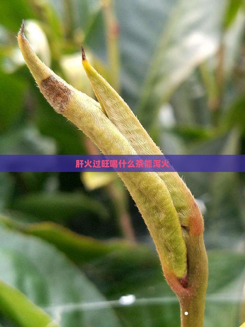 肝火过旺喝什么茶能泻火
