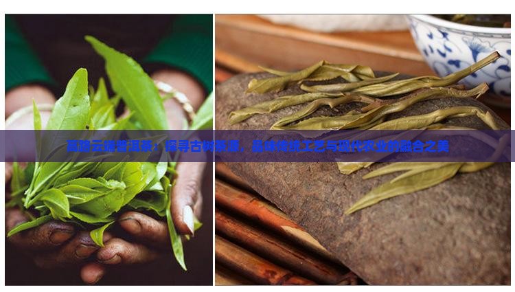 高路云端普洱茶：探寻古树茶源，品味传统工艺与现代农业的融合之美