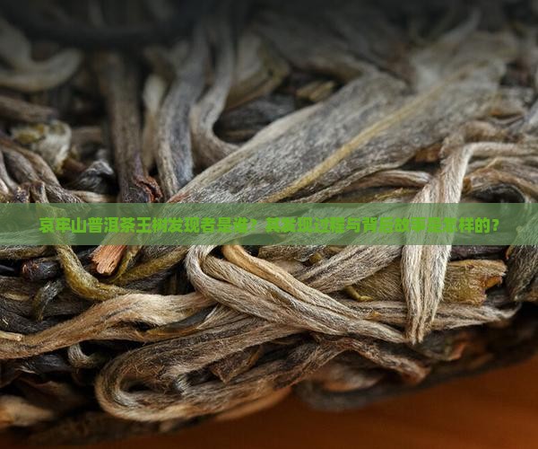 哀牢山普洱茶王树发现者是谁？其发现过程与背后故事是怎样的？
