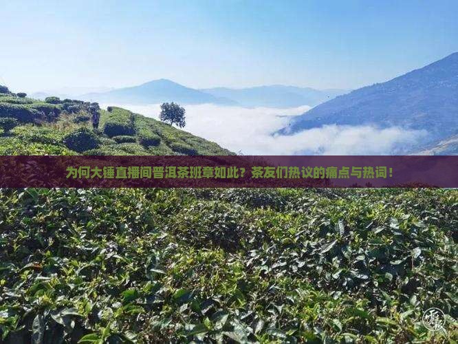 为何大锤直播间普洱茶班章如此？茶友们热议的痛点与热词！