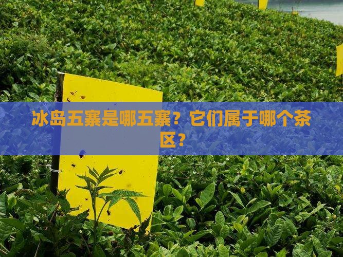 冰岛五寨是哪五寨？它们属于哪个茶区？