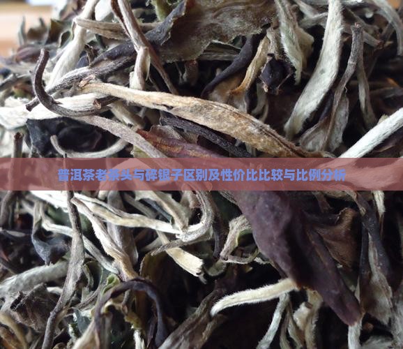 普洱茶老茶头与碎银子区别及性价比比较与比例分析