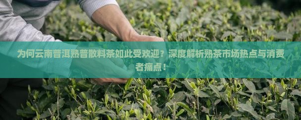 为何云南普洱熟普散料茶如此受欢迎？深度解析熟茶市场热点与消费者痛点！