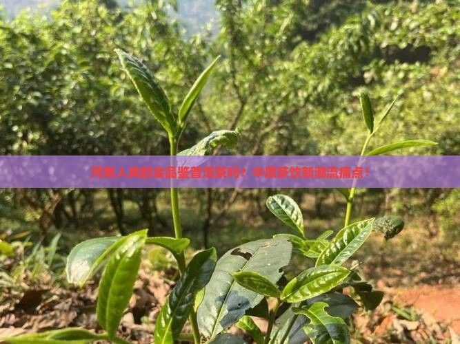 河南人真的会品鉴普洱茶吗？中原茶饮新潮流痛点！