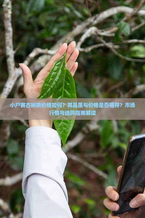 小户赛古树茶价格如何？其品质与价格是否相符？市场行情与选购指南解读