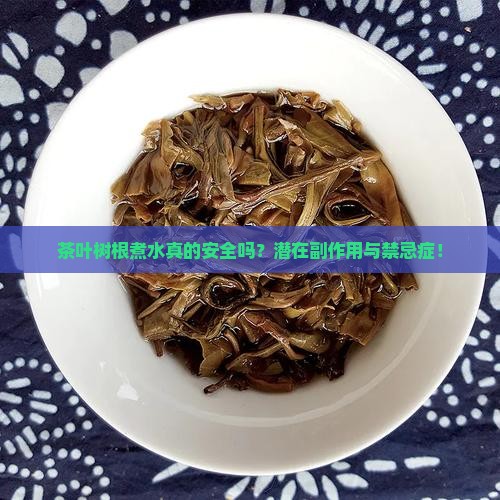 茶叶树根煮水真的安全吗？潜在副作用与禁忌症！