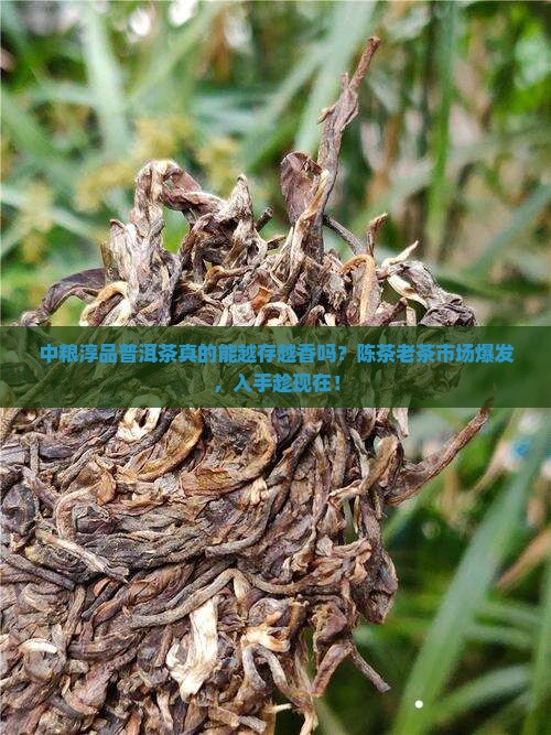 中粮淳品普洱茶真的能越存越香吗？陈茶老茶市场爆发，入手趁现在！