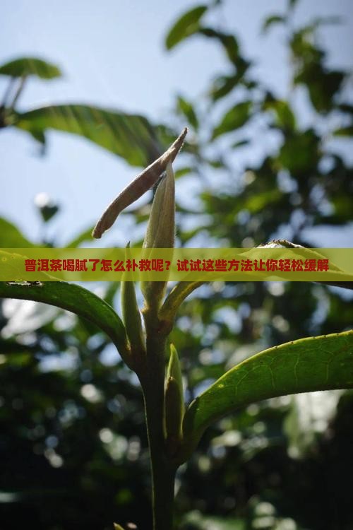 普洱茶喝腻了怎么补救呢？试试这些方法让你轻松缓解