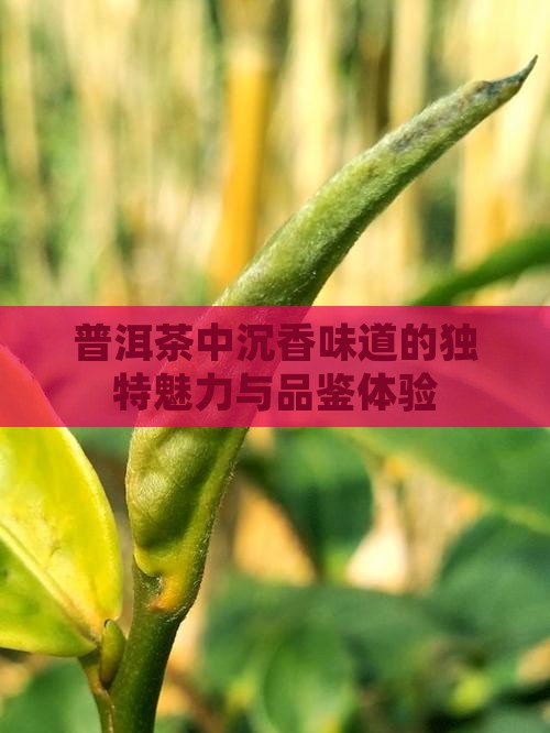 普洱茶中沉香味道的独特魅力与品鉴体验