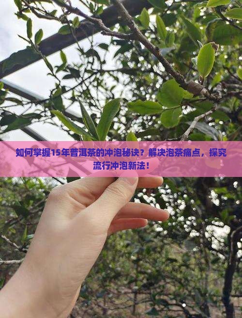 如何掌握15年普洱茶的冲泡秘诀？解决泡茶痛点，探究流行冲泡新法！
