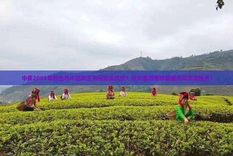 中茶2005年野生乔木班章王为何如此珍贵？探讨普洱茶收藏痛点与市场热点！
