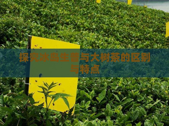 探究冰岛生普与大树茶的区别与特点