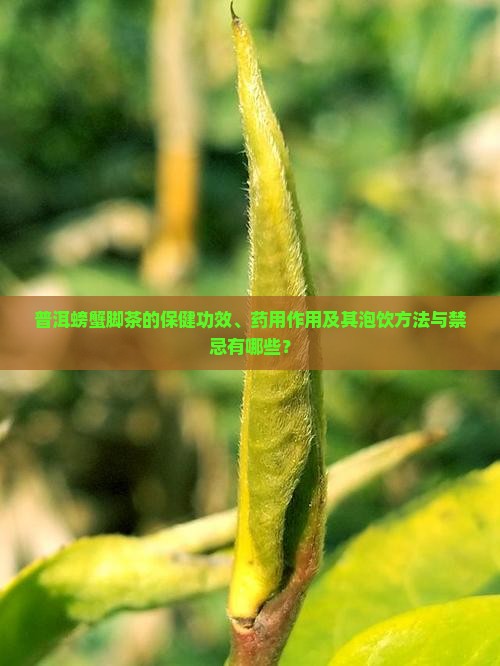 普洱螃蟹脚茶的保健功效、药用作用及其泡饮方法与禁忌有哪些？