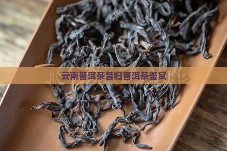 云南普洱茶昔归普洱茶鉴赏