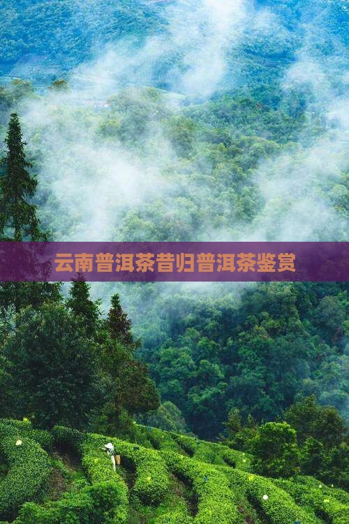 云南普洱茶昔归普洱茶鉴赏