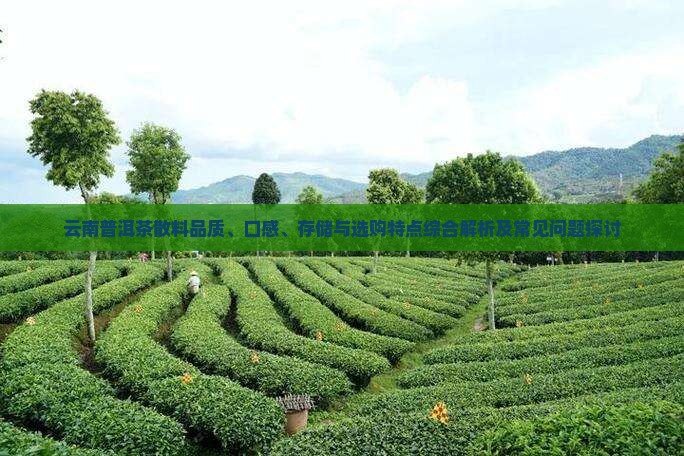 云南普洱茶散料品质、口感、存储与选购特点综合解析及常见问题探讨