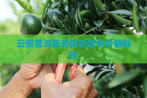 云南普洱茶膏的功效与价格解析