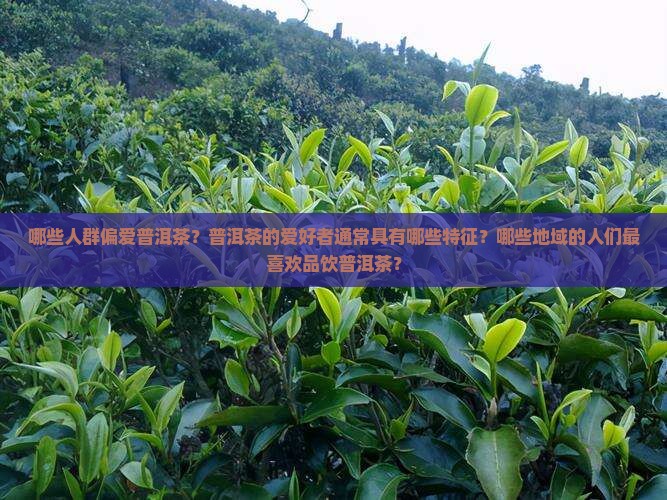 哪些人群偏爱普洱茶？普洱茶的爱好者通常具有哪些特征？哪些地域的人们最喜欢品饮普洱茶？