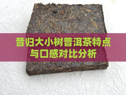 昔归大小树普洱茶特点与口感对比分析