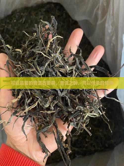 可以品鉴的普洱古董茶，普洱之韵，可以传承的经典