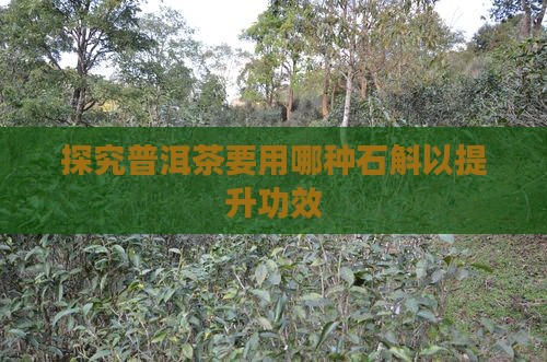 探究普洱茶要用哪种石斛以提升功效
