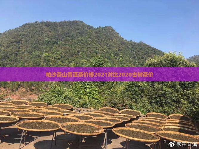 帕沙茶山普洱茶价格2021对比2020古树茶价