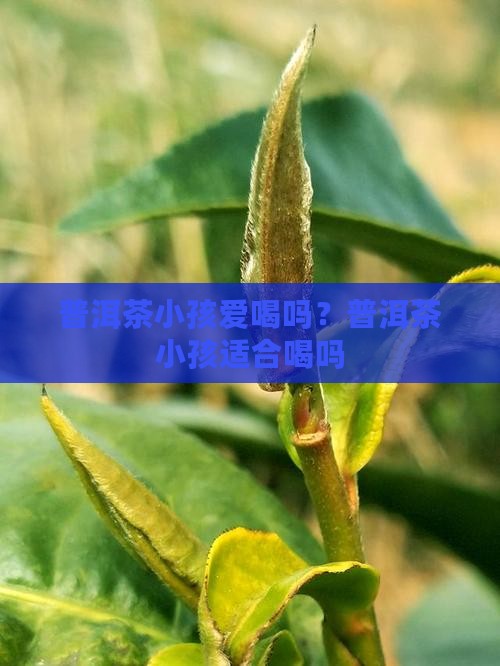 普洱茶小孩爱喝吗？普洱茶小孩适合喝吗