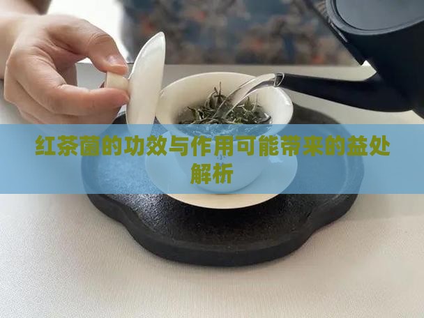红茶菌的功效与作用可能带来的益处解析