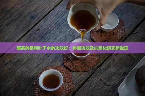 藤茶的根和叶子水的功效好：神奇功效及抗氧化研究新发现