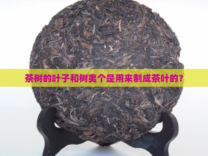 茶树的叶子和树夷个是用来制成茶叶的？
