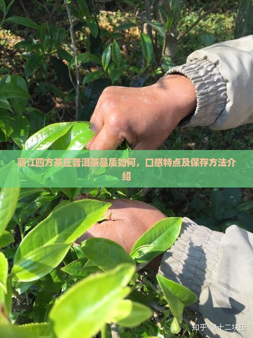 丽江四方茶庄普洱茶品质如何，口感特点及保存方法介绍