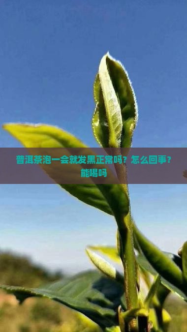 普洱茶泡一会就发黑正常吗？怎么回事？能喝吗