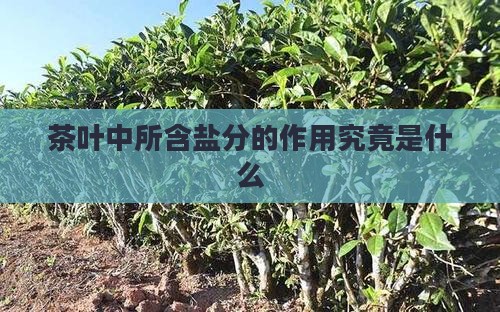 茶叶中所含盐分的作用究竟是什么