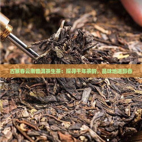 古寨春云南普洱茶生茶：探寻千年茶韵，品味地道醇香